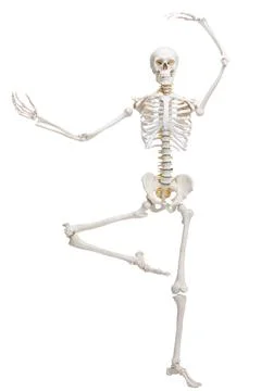 Artificial human skeleton model isolated on white Stock Photos