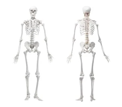 Artificial human skeleton model isolated on white, set. Front and back view Stock Photos