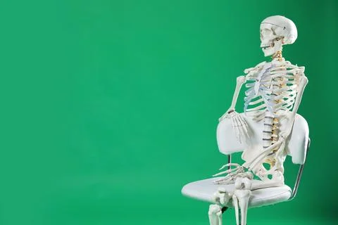Artificial human skeleton model sitting on chair against green background, .. Stock Photos