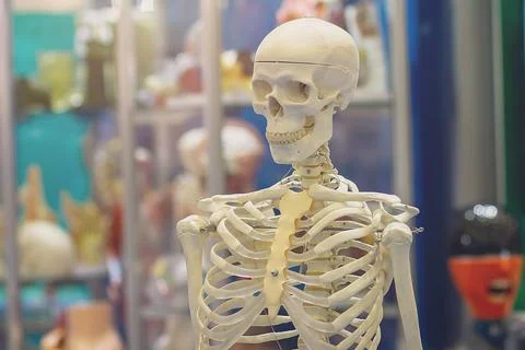 The artificial human skeleton as a model for study Stock Photos