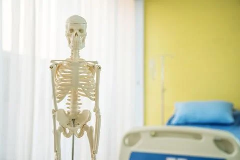 Artificial human skeleton model on table an examination room in a hospital Stock Photos