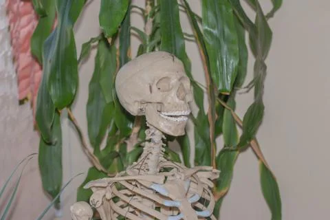 Artificial human skeleton Stock-Fotos