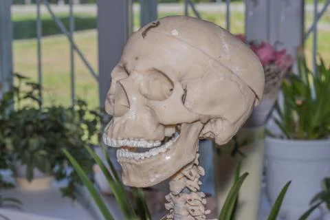 Artificial human skeleton Foto stock