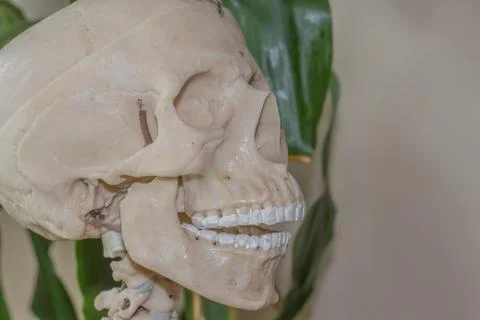 Artificial human skeleton Foto stock