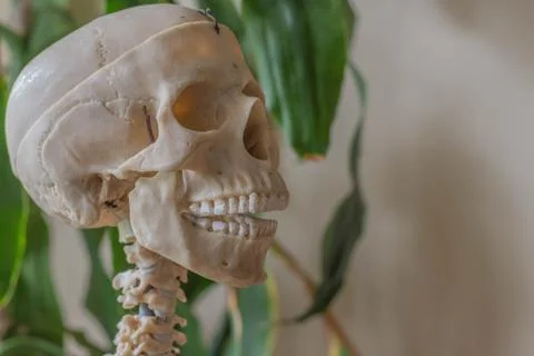 Artificial human skeleton Foto stock