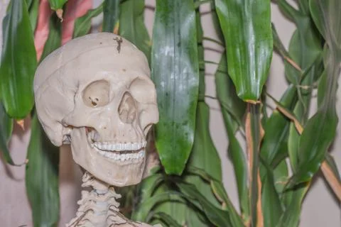 Artificial human skeleton Foto stock