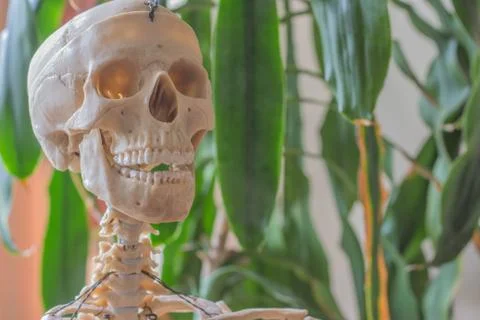 Artificial human skeleton Foto stock