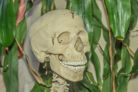 Artificial human skeleton Stock-Fotos