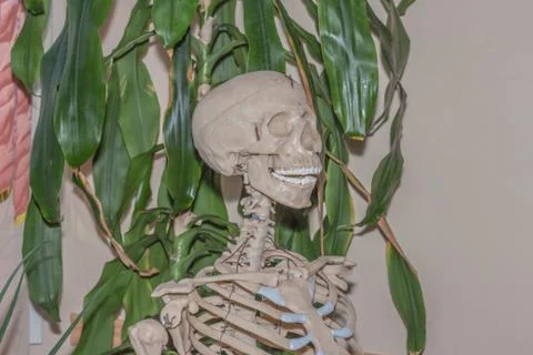 Artificial human skeleton Foto stock