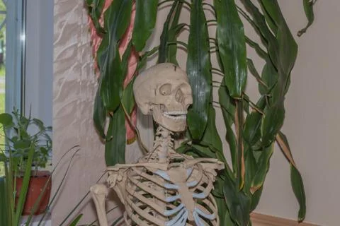 Artificial human skeleton Foto stock