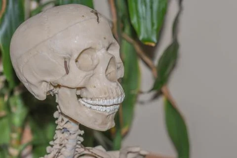 Artificial human skeleton Stock-Fotos