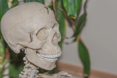 Artificial human skeleton Foto stock