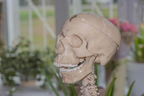 Artificial human skeleton Stock-Fotos