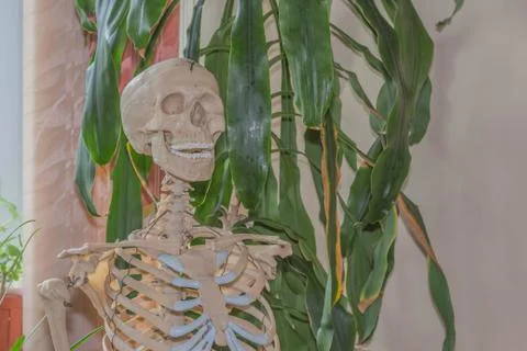 Artificial human skeleton Stock-Fotos