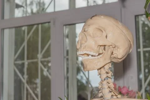 Artificial human skeleton Foto stock
