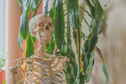 Artificial human skeleton Foto stock