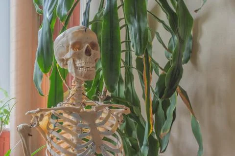 Artificial human skeleton Foto stock