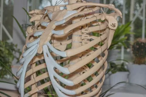 Artificial human skeleton Foto stock