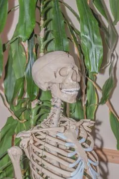 Artificial human skeleton Foto stock