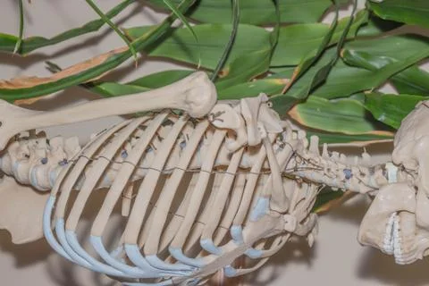 Artificial human skeleton Foto stock