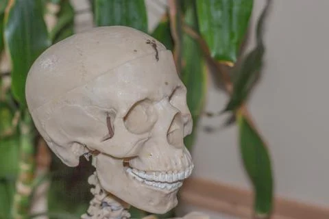 Artificial human skeleton Foto stock