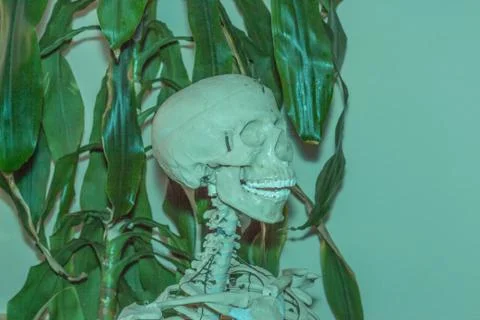 Artificial human skeleton Foto stock