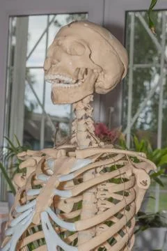 Artificial human skeleton Fotos de archivo