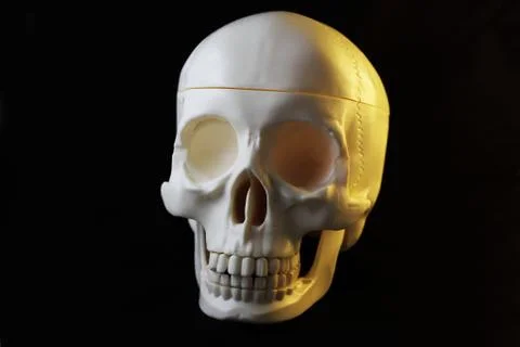 Artificial human skull on black background Stock Photos