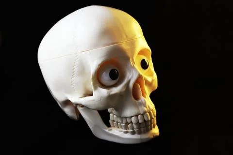 Artificial human skull on black background Stock Photos