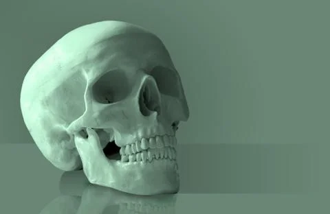 Artificial human skull Stock Illustration