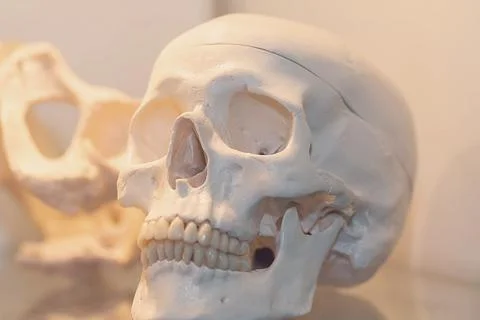 Artificial human skull as a model for study. Medicine and education Stock Photos