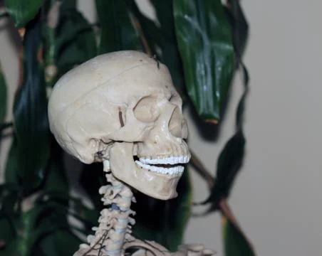 Artificial human skull, a visual aid for biology, medicine Foto stock