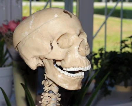 Artificial human skull, a visual aid for biology, medicine Fotos de archivo