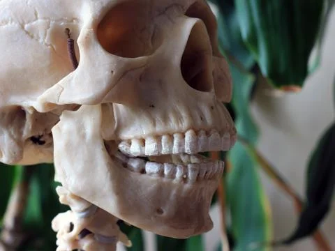 Artificial human skull, a visual aid for biology, medicine Foto stock