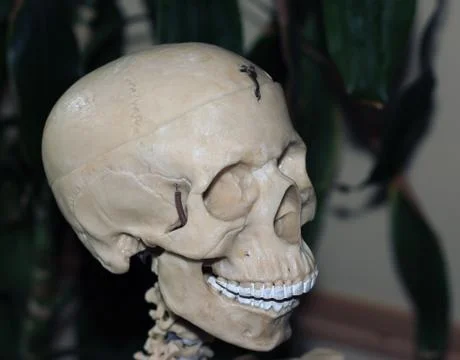 Artificial human skull, a visual aid for biology, medicine Foto stock