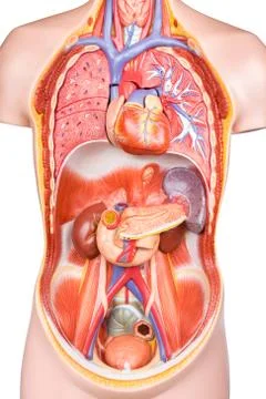 Artificial human torso model with organs Stock Photos