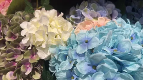 Artificial Hydrangea Background, Dolly Shot Stock Footage 260973044