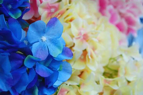 Artificial hydrangea flowers close up Stock Photos