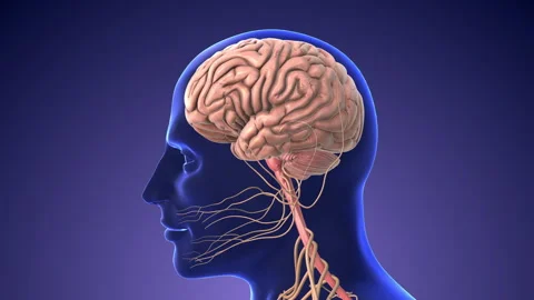 Artificial intelligence digital brain with a neural network Stock Footage 242967484