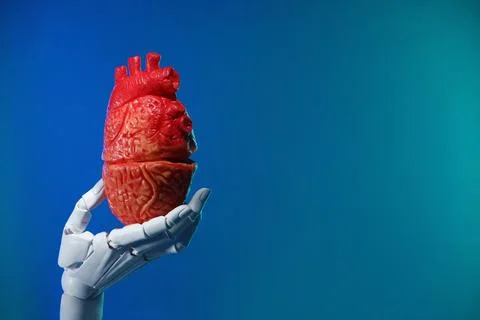 Artificial intelligence. Robot hand holding model of human heart on blue ba.. Stock Photos