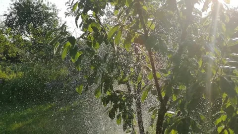 Artificial irrigation of fruit trees. Sprinkling. Stock Footage 269201370