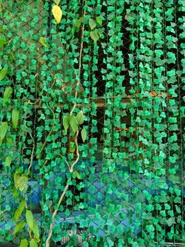 An artificial ivy leaf curtain made of hanging green faux vine strands Stock Photos