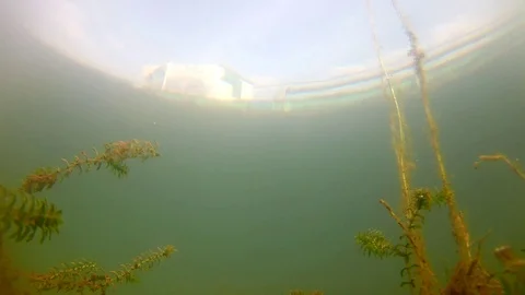 Artificial Lake Fish Closeup; Barrow Pit; Looped Stock Footage 104307921
