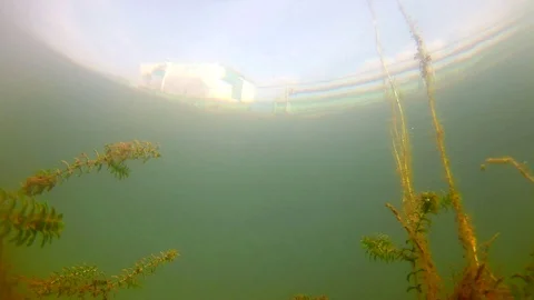 Artificial Lake Fish Closeup; Fish Farm; Looped Stock Footage 104307934