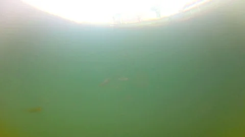 Artificial Lake Perch Fish Closeup; Fish Farm; Looped Stock Footage 104307939