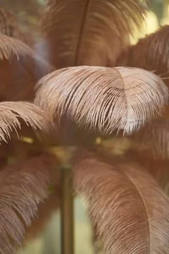 Artificial large feathers of pale red color. Stock Photos