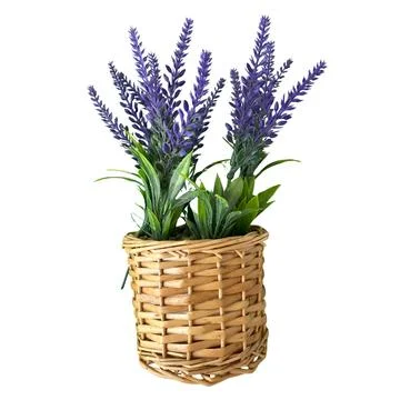 Artificial Lavender in Wicker Basket Pot Isolated on White Background 写真素材