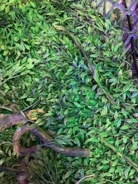 Artificial Leaves Texture Closeup Pattern Photos