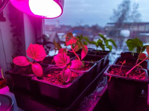 Artificial lengthening of daylight hours using a special lamp to improve seed Stock Photos