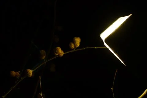 Artificial light and branches of trees Stock Photos